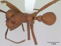 Acromyrmex rugosus casent0173802 dorsal 1.jpg