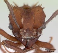 Acromyrmex rugosus casent0173802 head 1.jpg