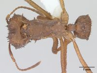 Acromyrmex subterraneus casent0173805 dorsal 1.jpg