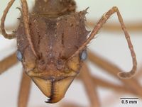 Acromyrmex subterraneus casent0173805 head 1.jpg