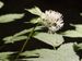 Actaea-spicata Wolf-1 BIB.jpg