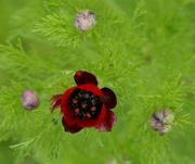 In der gerade eben geöffneten Blüte sind erst vier Antheren aufgeplatzt. Schön auch die dunkelroten Kelch- und leuchtend roten Kronblätter. (Bild: W. Wohlers, JKI)