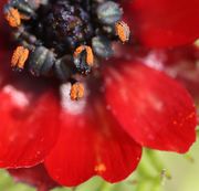 Die Antheren sind schwarz bzw. dunkel bräunlich grün. Die Pollen sind kräftig orangefarben. (Bild: W. Wohlers, JKI)