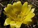 Adonisvernalis-12-190308 Bi.jpg