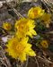 Adonisvernalis-3-190308 Bi.jpg