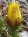 Adonisvernalis-5-190308 Bi.jpg