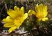 Adonisvernalis-8-190308 Bi.jpg