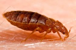 Bettwanze (Cimex lectularius) - Content Providers(s): CDC/ Harvard University, Dr. Gary Alpert; Dr. Harold Harlan; Richard Pollack. Photo Credit: Piotr Naskrecki