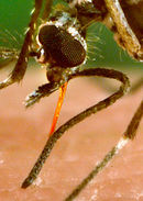 Aedes aegypti bloodfeeding detail proboscis CDC Gathany.jpg