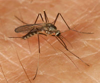 Aedes triseriatus BugGuide70221.jpg