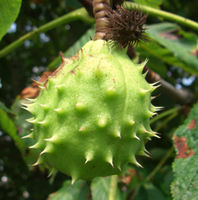 Aesculus hippocastanum fruits JR Press 726a.jpg