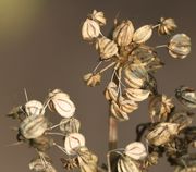 Die reife Frucht springt von unten auf und blieb hier aufgrund des vorhergegangenen Regens an der Dolde hängen. (Bild: W. Wohlers, JKI)