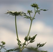 Dolden unterschiedlichen Alters. (Bild: W. Wohlers, JKI)