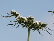 Typische weißblühende Dolde mit den langen herabhängenden Hüllblättern. (Bild: W. Wohlers, JKI)