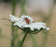 Die Hundspetersilie wird wie alle Doldenblütler gerne von Insekten besucht. (Bild: W. Wohlers, JKI)