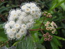 Ageratina adenophora (Flower).jpg