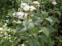 Ageratina adenophora 1.jpg