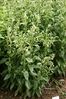 Ageratina altissima - Botanischer Garten Mainz IMG 5607.JPG