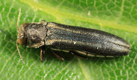 Agrilus bilineatus BugGuide288363.jpg