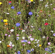 Heute sieht man die Kornrade nur noch in Gärten und in angesäten Blumenwiesen. (Bild: W.Wohlers, JKI)