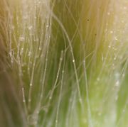 Die eng an den Kelchblättern anliegenden Haare bestehen aus mehreren Zellen. (Bild: W.Wohlers)