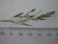 Agrostis tenuis Rispe