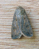 Agrotis ipsilon Grote worteluil (1).jpg