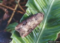 Agrotis ipsilon IPM5147083.jpg