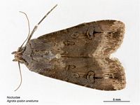 Agrotis ipsilon aneituma.jpg