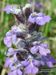 Ajuga-reptans Biel-2 BIB.jpg