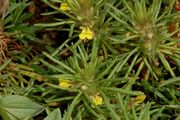 Ajuga chamaepitys / Gelber Günsel, Blüten und Blätter