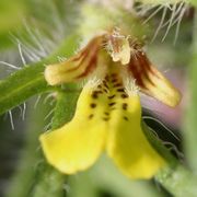 Die Unterlippe der Blüte ist besonders groß. (Bild: W. Wohlers, JKI)