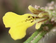 Die Unterlippe der Blüte ist besonders groß, die Oberlippe stark reduziert. (Bild: W. Wohlers)