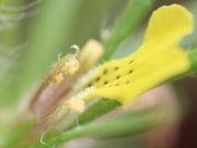 Unterhalb der Narbe ist der gelbe Pollen an den aufgeplatzten Antheren zu erkennen. (Bild: W. Wohlers)