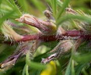 Die vertrocknete Blüte steckt noch in den Kelchblättern, die hier wie der Stängel rot sind. (Bild: W. Wohlers, JKI)