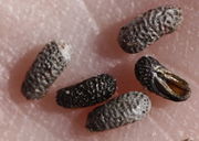 Die Samen sind 3,5 mm lang.(Bild: W. Wohlers, JKI)