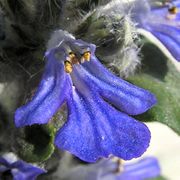 Blüte von Ajuga reptans mit sehr kurzer, unscheinbarer Oberlippe