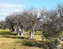 Alberi di olivo attaccati da Xylella nell'agro di Gallipoli.jpg