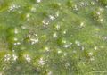 Algae-oxygen-bubbles.jpg