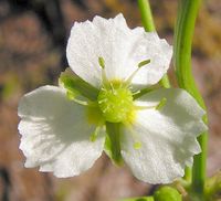 Blüte 3-strahlig: Gewöhnlicher Froschlöffel Alisma plantago-aquatica