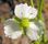 Blüte 3-strahlig: Gewöhnlicher Froschlöffel Alisma plantago-aquatica