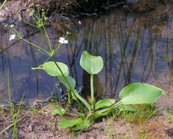 Habitus – Bff, CC BY-SA 3.0