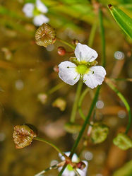 Blüte und Früchte – H. Zell, CC BY-SA 3.0