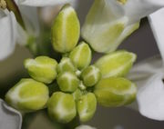 Die Knospen sind hellgrün mit weißem Rand. (Bild: W. Wohlers, JKI)