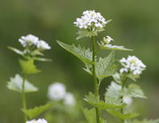 Die Blüten stehen dicht zusammen. (Bild: W. Wohlers, JKI)