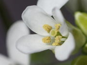 Geöffnete Antheren mit dem gelben Pollen. (Bild: W. Wohlers, JKI)