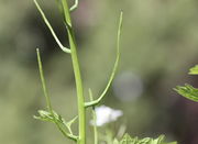 Der Fruchtstiel ist ca 2 mm dick, während die Schote anfangs noch dünner ist. (Bild: W. Wohlers, JKI)