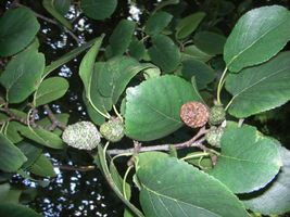 Alnus cordata fruits JR Press 750.JPG