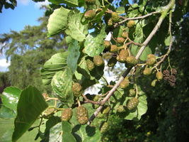 Alnus glutinosa fruit JR Press 688.JPG