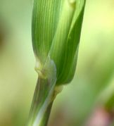 Das Blatthäutchen ist groß und gezähnt. Die unbehaarten Laubblätter besitzen keine Blattöhrchen (Bild: W. Wohlers, JKI)